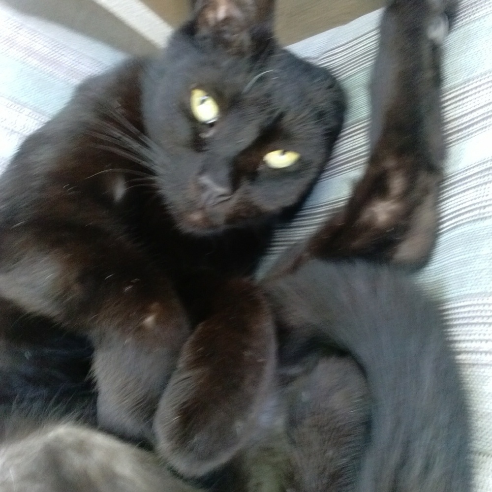 Meet your Posher, David